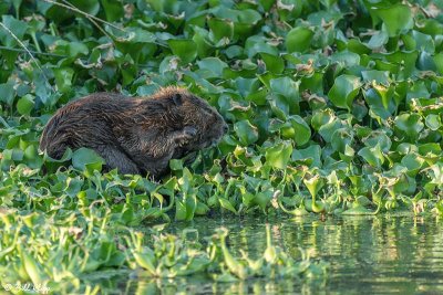 Beaver  36
