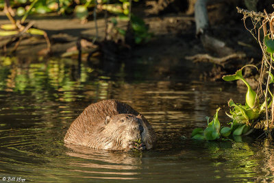 Beaver  37