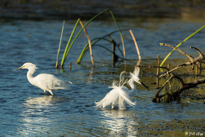Snowy Egrets  65
