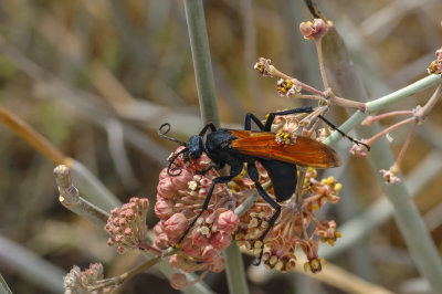 Tarantula Hawk Wasp  3