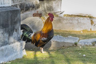 Rooster, KW Cemetery  1