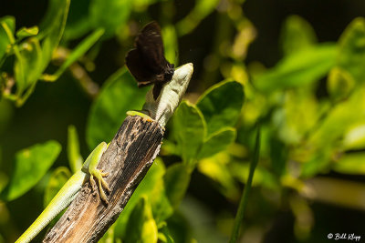 Green Anole catching a moth  3