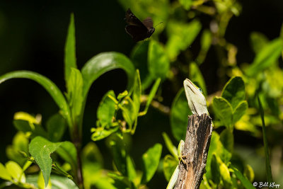 Green Anole catching a moth  2