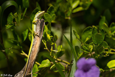Green Anole  12