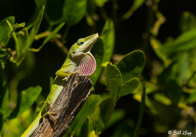 Green Anole with extended Dewlap  10