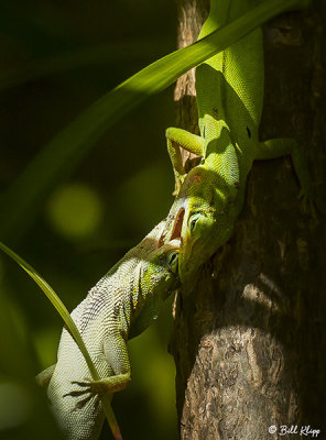 Green Anoles -- Territorial Fighting 2