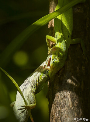 Green Anoles -- Territorial Fighting  2