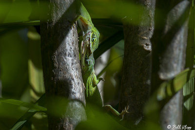 Green Anoles -- Territorial Fighting  6