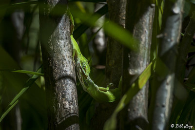 Green Anoles -- Territorial Fighting  7