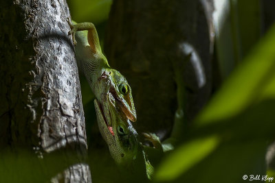 Green Anoles -- Territorial Fighting  8