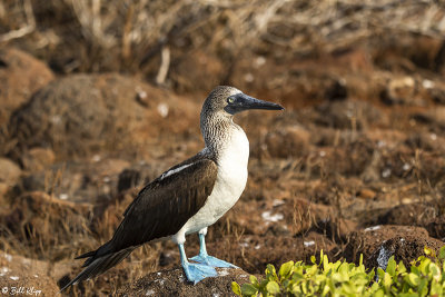 Blue Footed-Booby, North Seymour Island  1