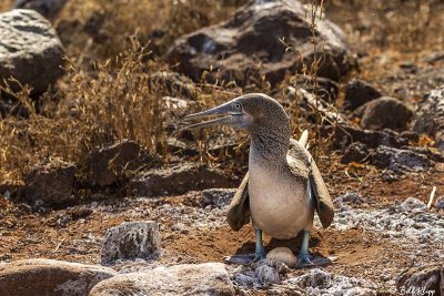 Blue Footed-Booby, North Seymour Island  7