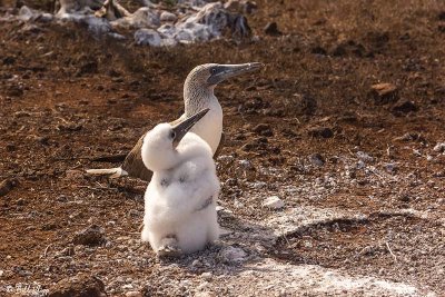 Blue Footed-Booby, North Seymour Island  8