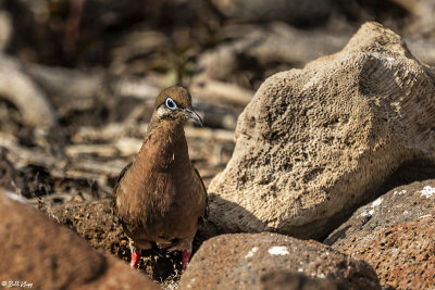 Galapagos Dove, North Seymour Island  1