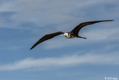Frigate Bird, North Seymour Island  3