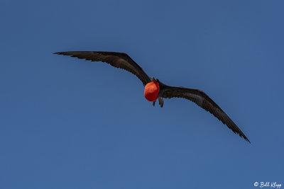 Frigate Bird, North Seymour Island  6