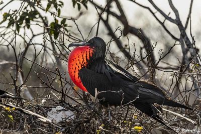 Frigate Bird, North Seymour Island  9