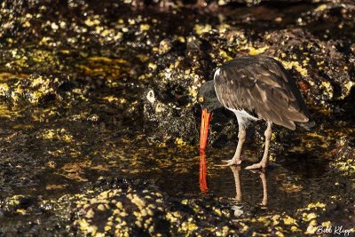 Oyster Catcher, Santiago Island  1