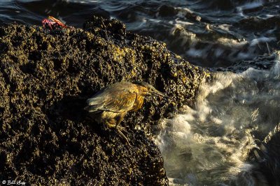 Striated Heron, Santiago Island  3