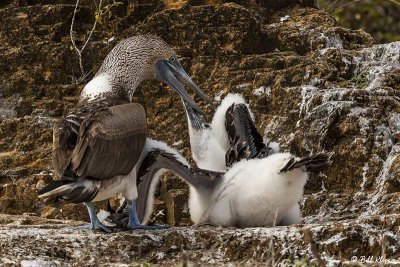 Blue Footed-Booby, San Cristobal Island  1