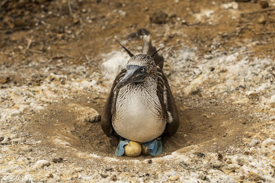 Blue Footed-Booby, San Cristobal Island  2