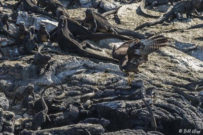 Galapagos Hawk & Marine Iguanas, Fernandina Island  5