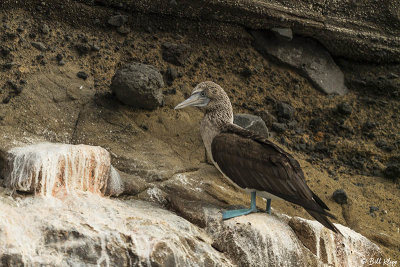 Blue-Footed Booby, Isabella Island  7