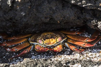 Sally Light-foot Crab, Fernandina Island  2