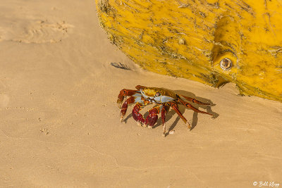 Sally Light-Foot Crab, Las Bachas  2