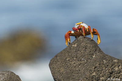 Sally Light-Foot Crab, North Seymour Island  5