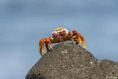 Sally Light-Foot Crab, North Seymour Island  6