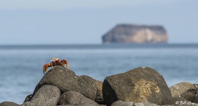 Sally Light-Foot Crab, North Seymour Island  4