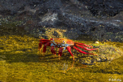 Sally Light-Foot Crab, Santiago Island  6