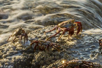 Sally Light-Foot Crab, Santiago Island  7