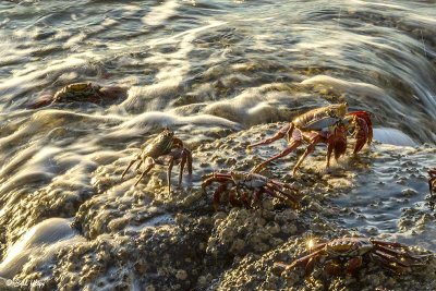 Sally Light-Foot Crab, Santiago Island  8