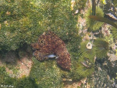 Octopus, Fernandina Island   1