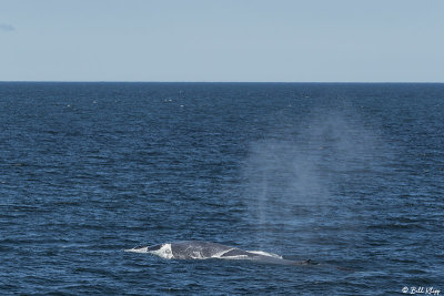 Blue Whale, Isabella Island  3