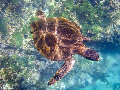 Green Sea Turtle, Fernandina Island  4
