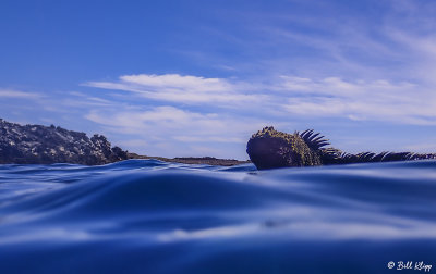 Marine Iguana, Fernandina Island  8