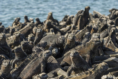 Marine Iguana, Fernandina Island  11