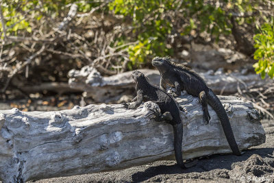 Marine Iguana, Fernandina Island  12