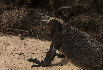 Marine Iguana, Las Bachas  2