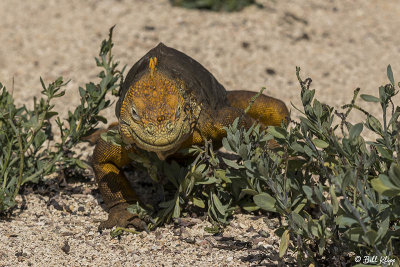 Land Iguana, North Seymour  4