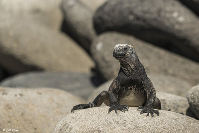 Marine Iguana, North Seymour Island  1