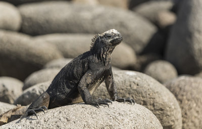 Marine Iguana, North Seymour Island  2