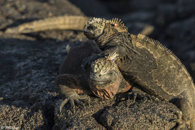 Marine Iguana, Santiago Island  1