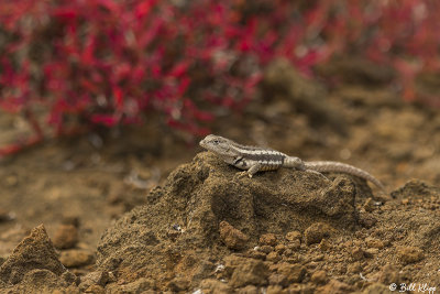 Lava Lizard, San Cristobal Island  3