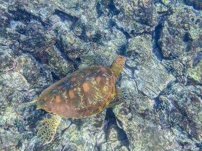 Green Sea Turtle, Rabida Island  1