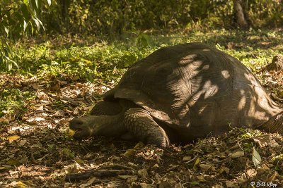 Galapagos Giant Tortoise, Santa Cruz Island  7