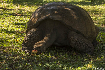 Galapagos Giant Tortoise, Santa Cruz Island  8